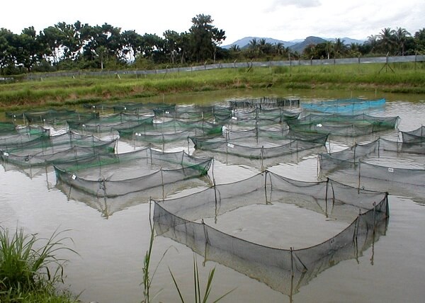 پرورش ماهی تیلاپیا